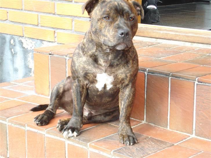 Staffordshire bull terrier Enoddens My lovers man (N billede 14