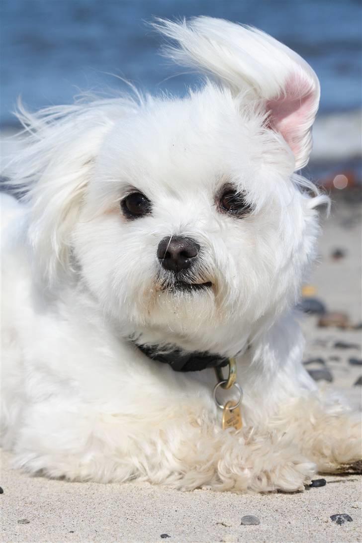 Malteser Cleo (15,5 år) - Cleo på vandretur på Nordstrand - 6 år gammel billede 8