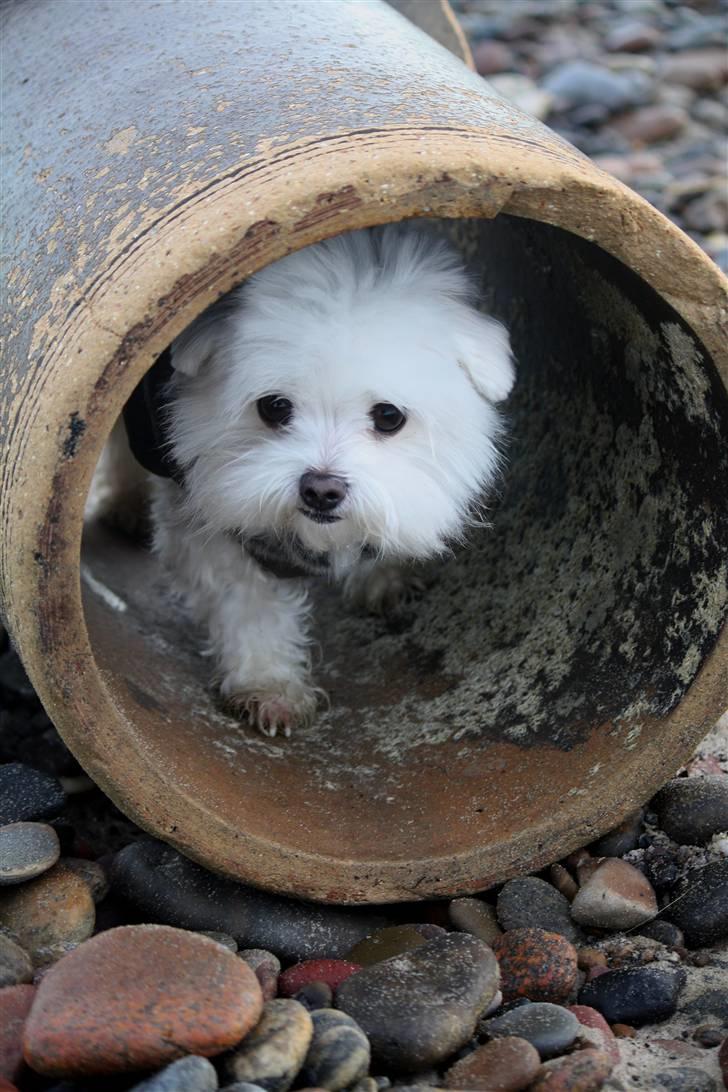 Malteser Cleo (15,5 år) - Cleo træner eftersøgning på Grenen - 5 år gammel billede 27