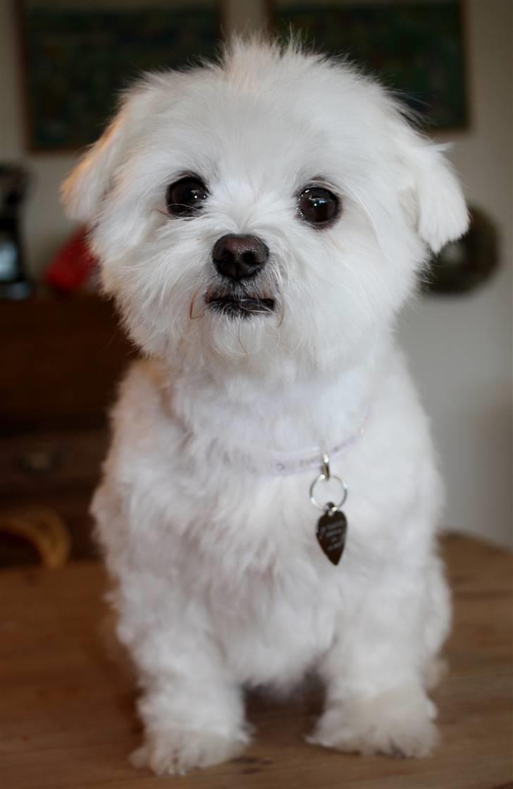 Malteser Cleo (15,5 år) - Cleo hygger i stuen - 5 år gammel billede 29