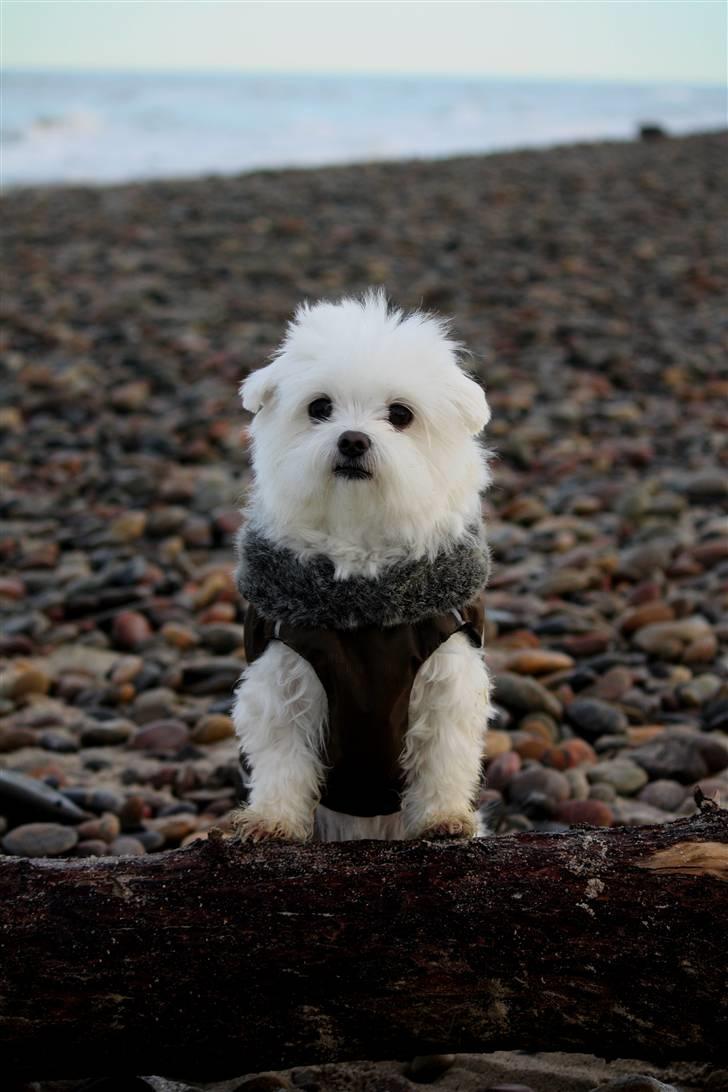 Malteser Cleo (15,5 år) - Cleo på stranden en kold vintermorgen billede 28