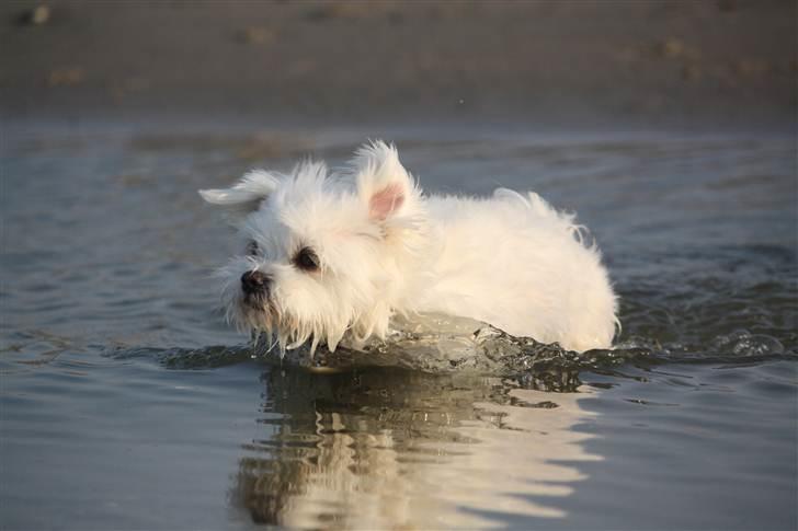 Malteser Cleo (15,5 år) - Cleo tager sig en dukkert :) billede 31