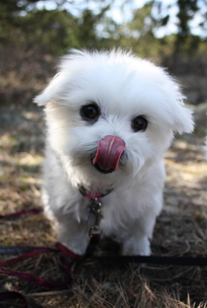 Malteser Cleo (15,5 år) - Cleo hygger sig på en skovtur - 4 år gammel  billede 22