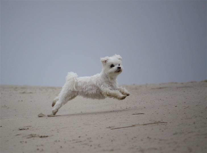 Malteser Cleo (15,5 år) billede 30