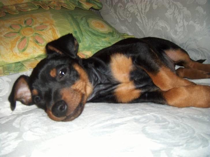 Dvaergpinscher Arko - Der flades ud på Sofaen billede 1