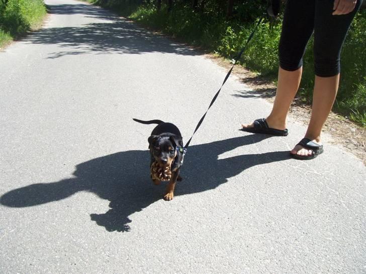 Dvaergpinscher Arko - Grankogler - nammenam :P billede 3