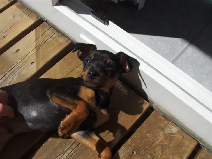 Dvaergpinscher Arko - Mere sol tak billede 5