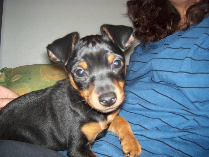 Dvaergpinscher Arko - Hyggeaften med mor billede 6