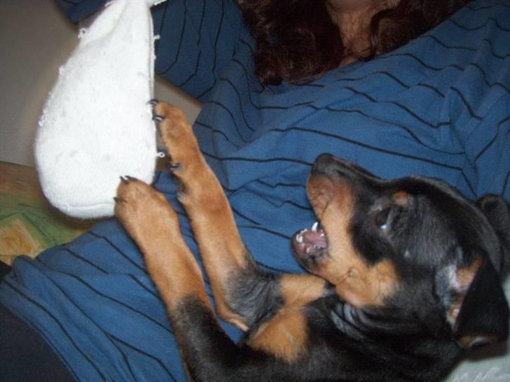 Dvaergpinscher Arko - ATAAAACK!! billede 7