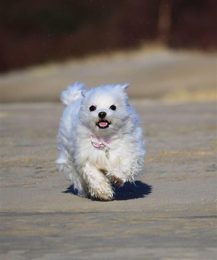 Malteser Cleo (15,5 år) - Cleo hygger sig på milen - 6 år gammel billede 21