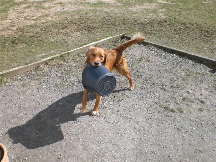 Golden retriever Guinness billede 2