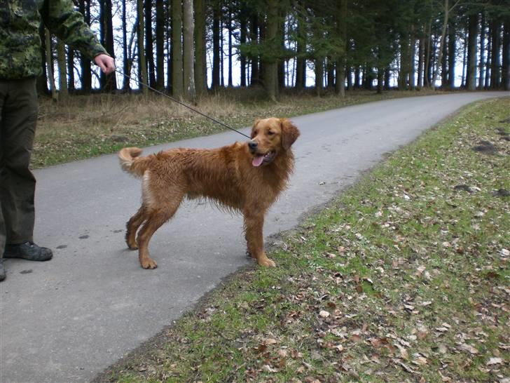 Golden retriever Guinness billede 3