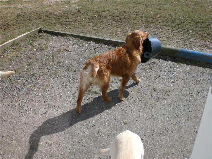 Golden retriever Guinness billede 4