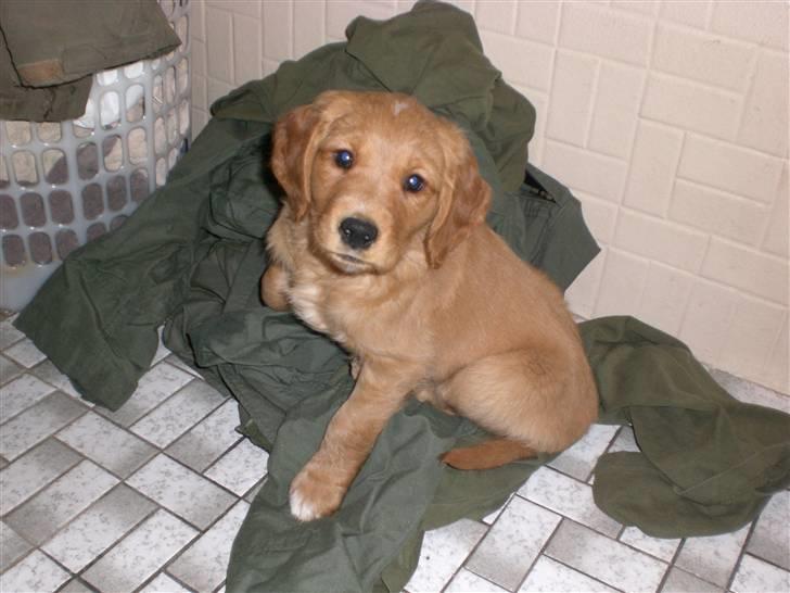 Golden retriever Guinness billede 5