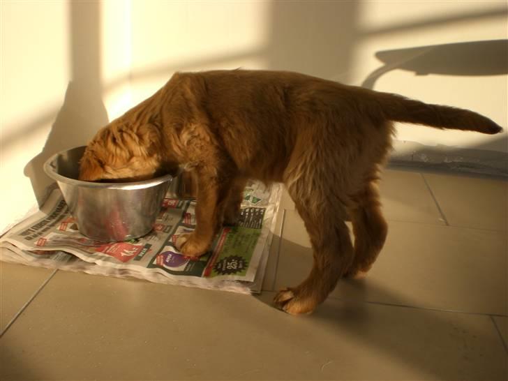 Golden retriever Guinness billede 6