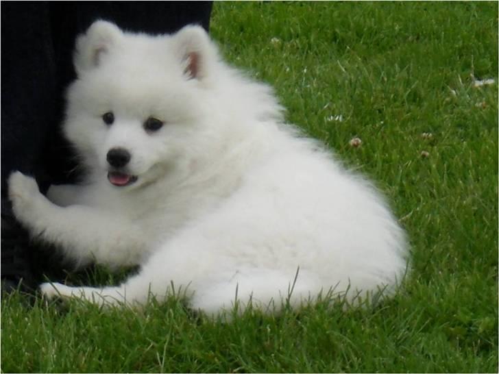 Japansk spids Luka - Luka har lige spænet rundt på boldbanen, så han holder en velfortjent pause ved "fars" ben.  billede 1