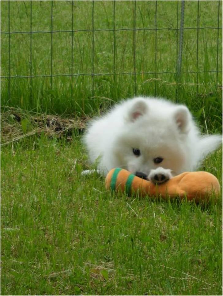 Japansk spids Luka - Det første legetøj vi købte til ham, viser sig også at være hans yndlings. Det er et VM i Sydafrika vinder-trofæ :)  billede 2