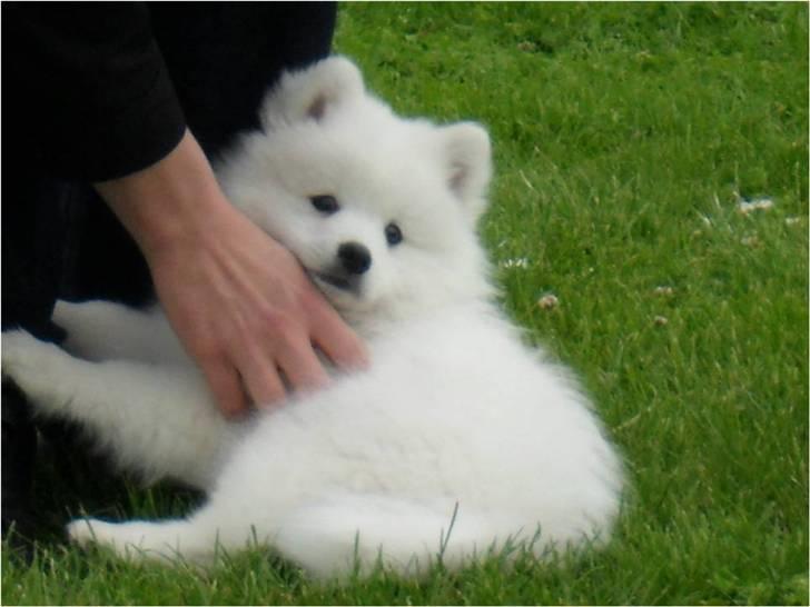 Japansk spids Luka billede 3