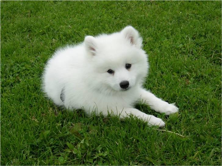 Japansk spids Luka billede 4