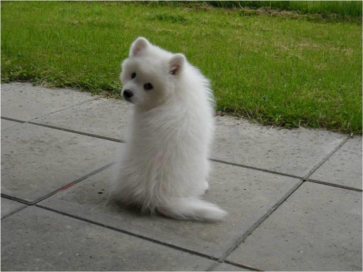 Japansk spids Luka billede 5