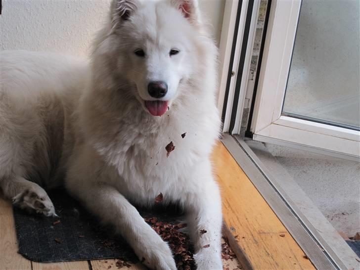 Samojedhund Nala - Hvad??? Må man ikke det? billede 18