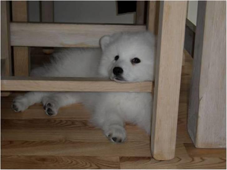 Japansk spids Luka - Total yndlingsbeskæftigelse at lege og hvile under spisebordet, hvor der er masser af ben og stolper billede 6