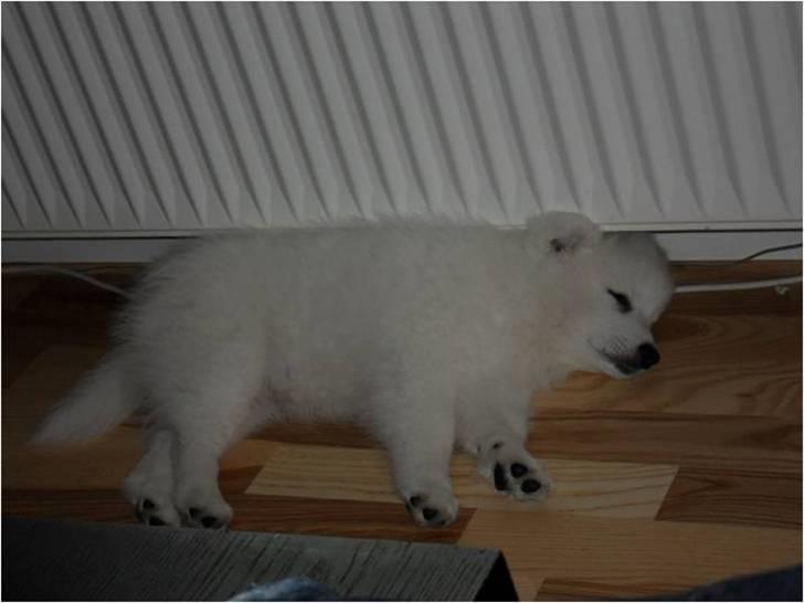 Japansk spids Luka - Der er ikke varme i radiatoren, men det er bare så dejligt at ligge der alligevel :)  billede 7