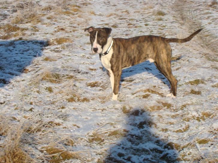 Blanding af racer Simba * RIP *D.11/4-11 - D.28/1-11 billede 1