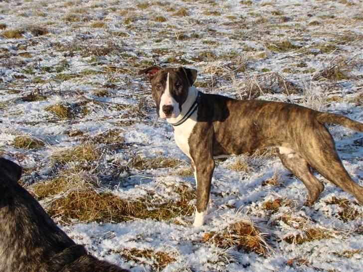 Blanding af racer Simba * RIP *D.11/4-11 billede 3