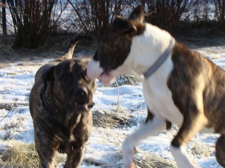 Blanding af racer Simba * RIP *D.11/4-11 billede 4