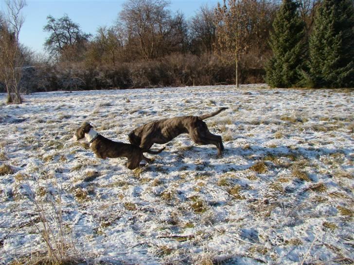 Blanding af racer Simba * RIP *D.11/4-11 billede 5