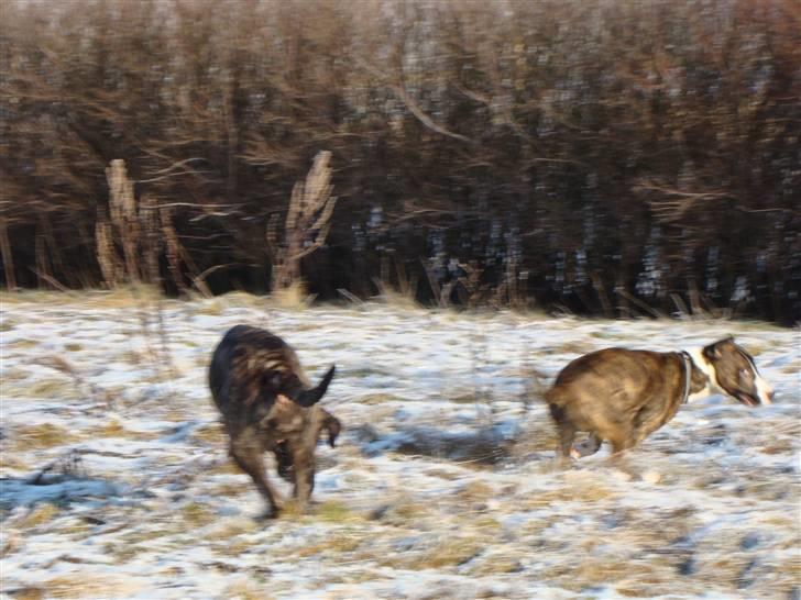 Blanding af racer Simba * RIP *D.11/4-11 billede 6