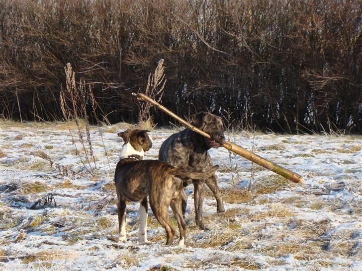 Blanding af racer Simba * RIP *D.11/4-11 billede 7