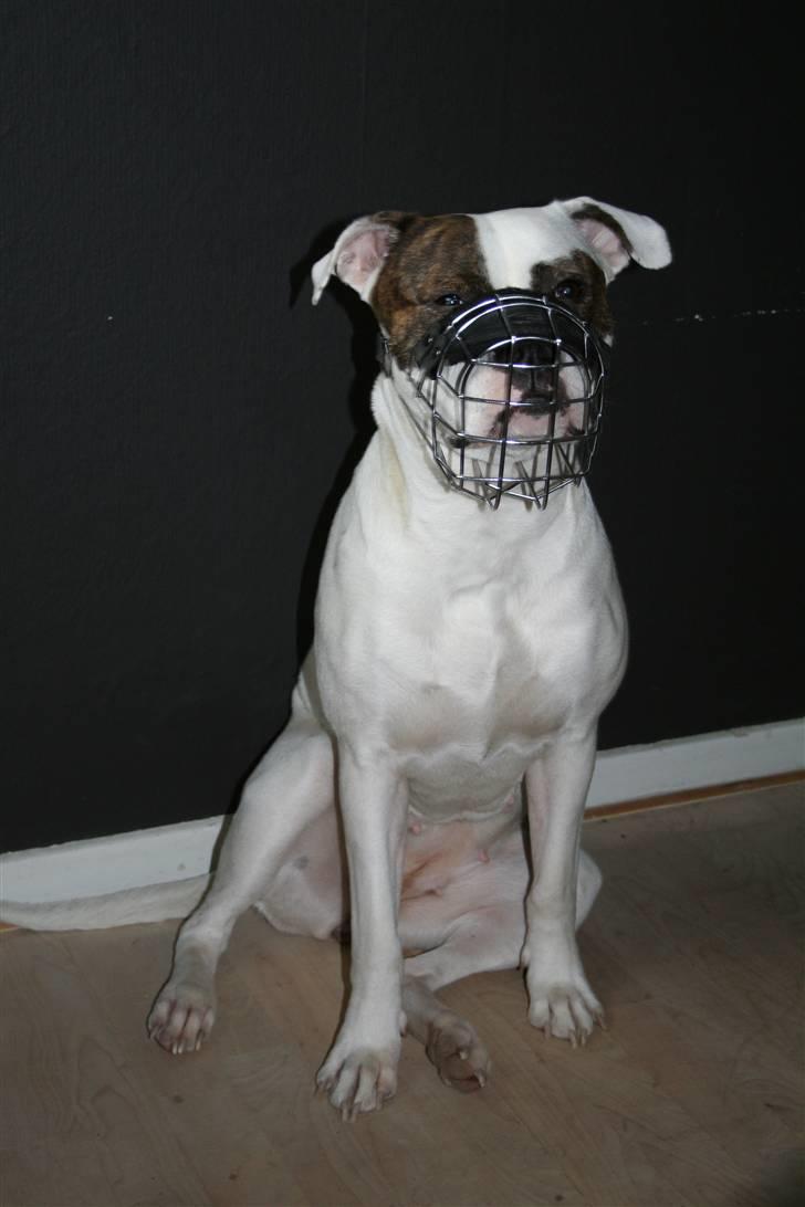 Amerikansk bulldog VBA´s Darling aka Maya billede 9