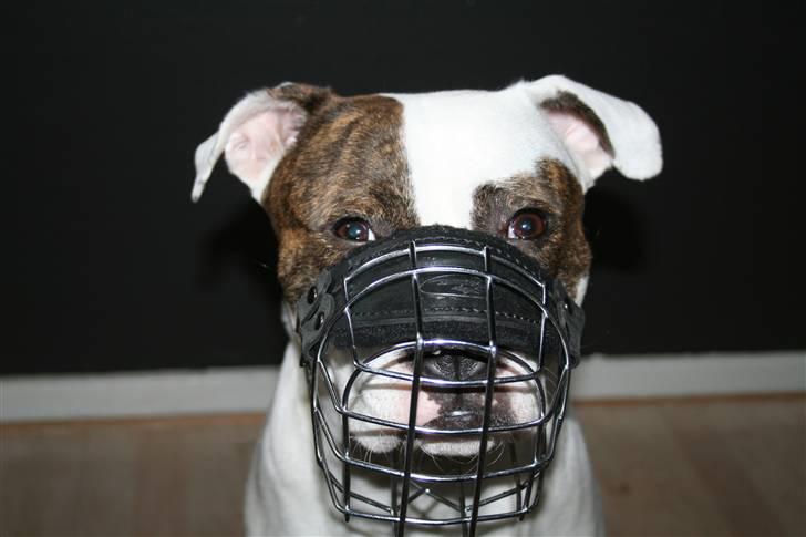 Amerikansk bulldog VBA´s Darling aka Maya billede 10