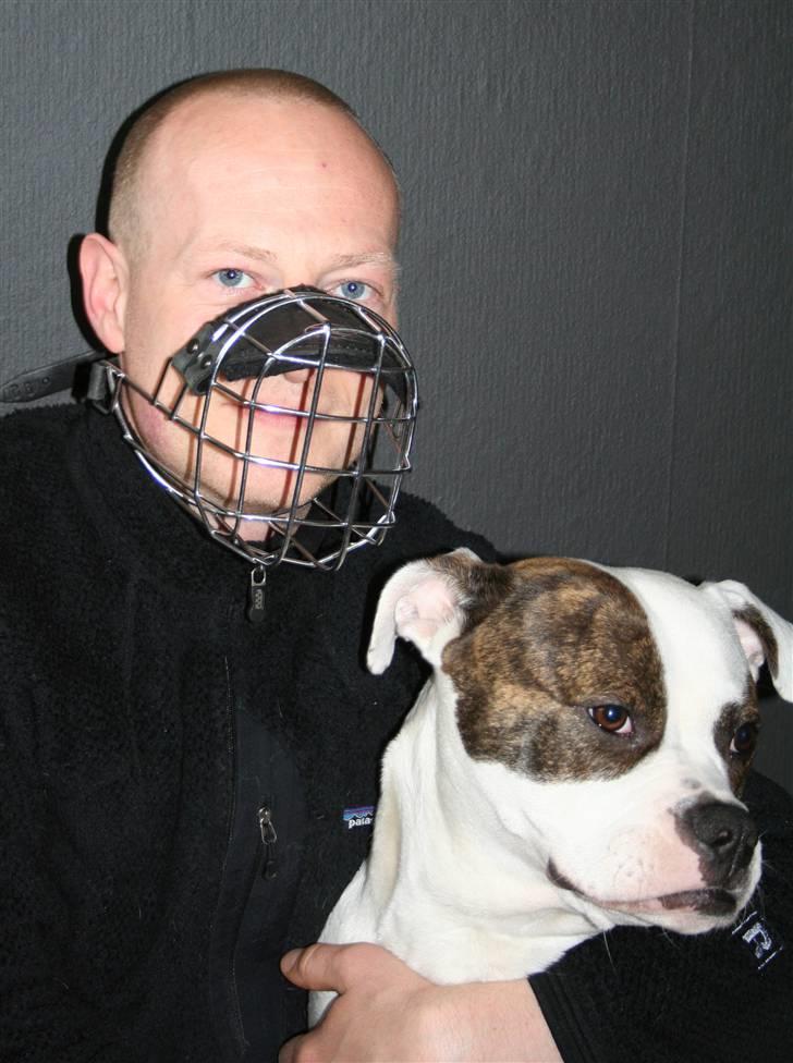 Amerikansk bulldog VBA´s Darling aka Maya billede 11