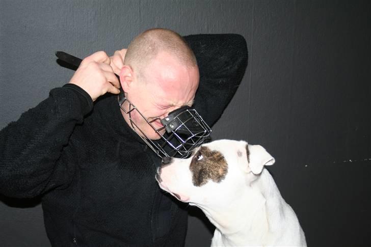 Amerikansk bulldog VBA´s Darling aka Maya billede 12