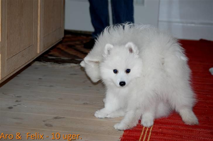 Japansk spids Aro - Aro, der er sammen med Felix. ~ Det er Aro, som ses på billedet.  billede 13