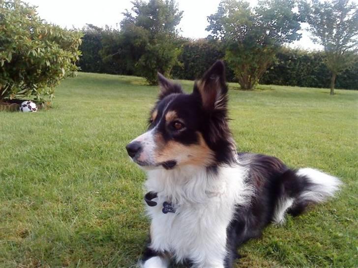 Border collie Kato billede 1