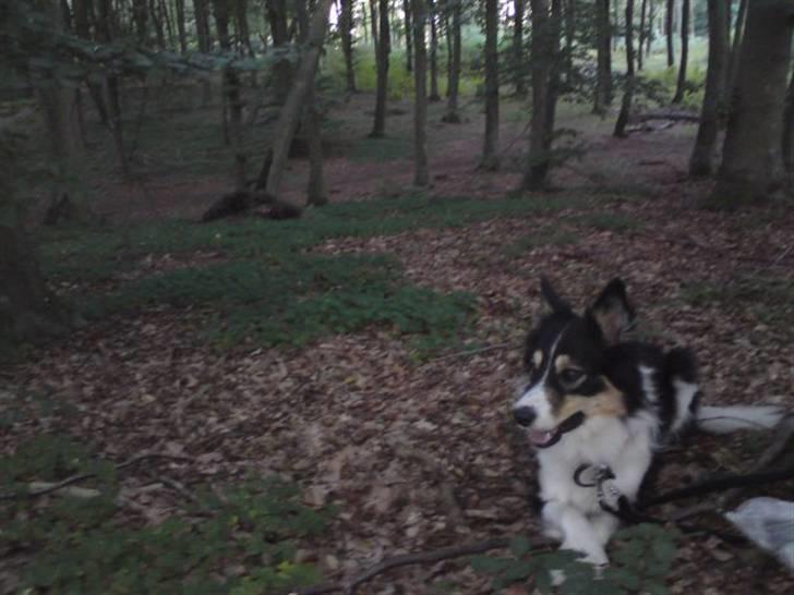 Border collie Kato billede 2