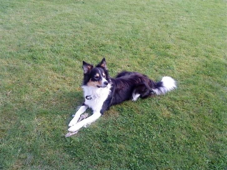Border collie Kato billede 3