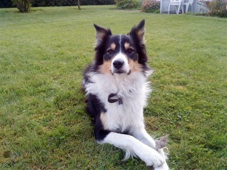 Border collie Kato billede 4