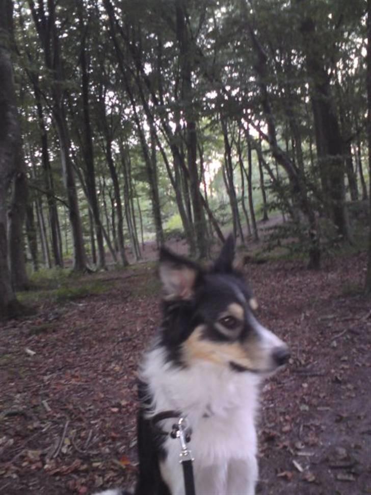 Border collie Kato billede 5