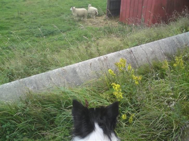 Border collie Kato billede 6