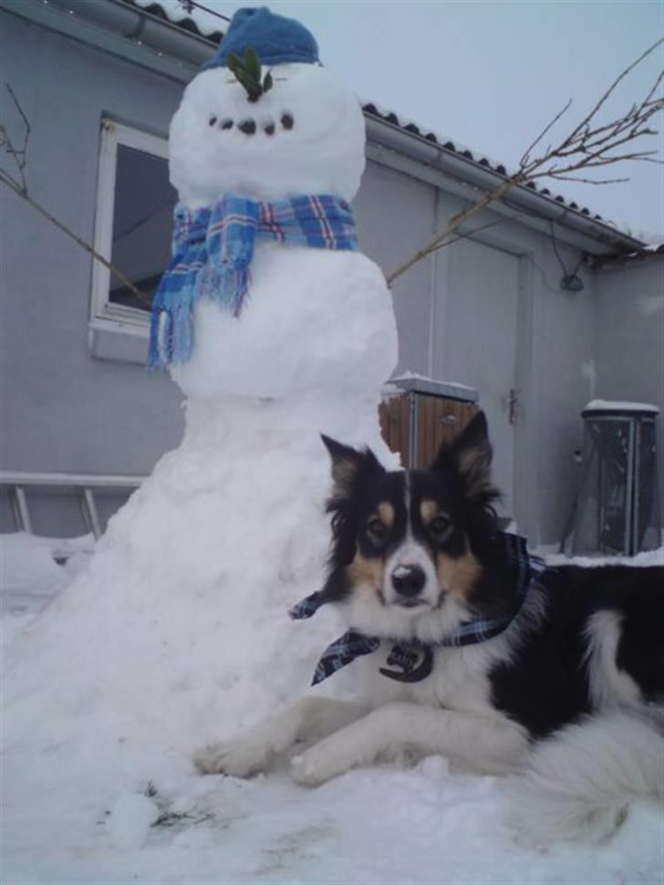 Border collie Kato billede 7