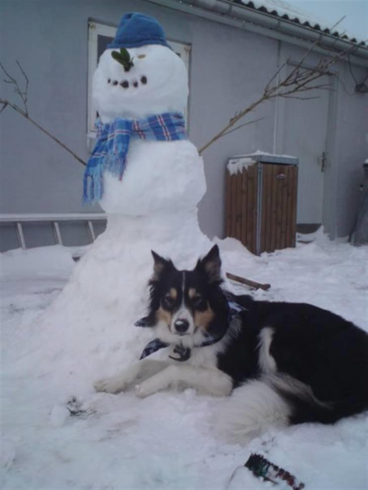 Border collie Kato billede 8