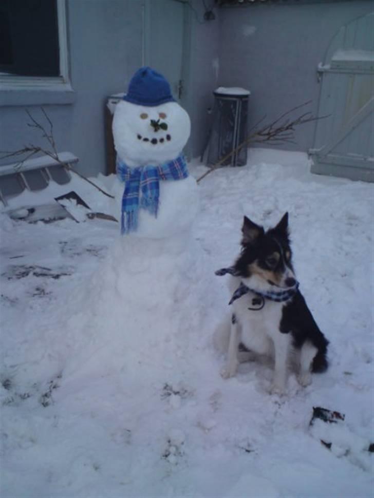 Border collie Kato billede 9