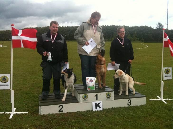 Border collie Kato billede 10