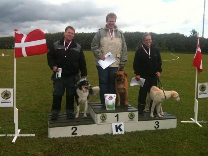 Border collie Kato billede 11