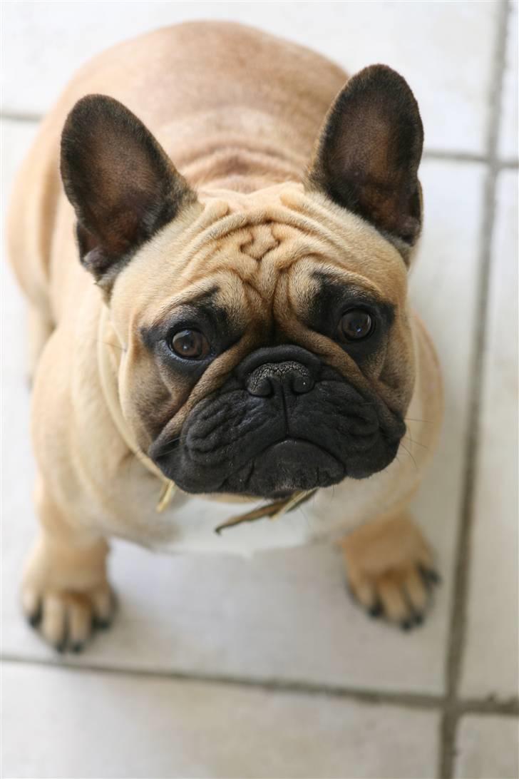 Fransk bulldog A´la´coccio´s Ædantjo billede 11